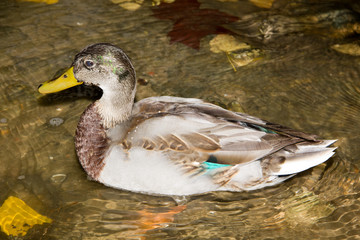 Mallard Duck