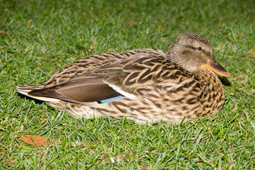 Mallard Duck