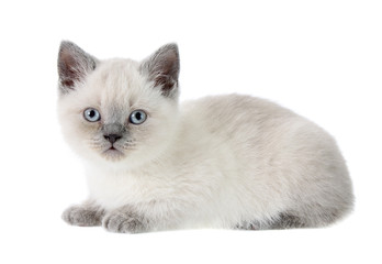 British kitten, isolated.
