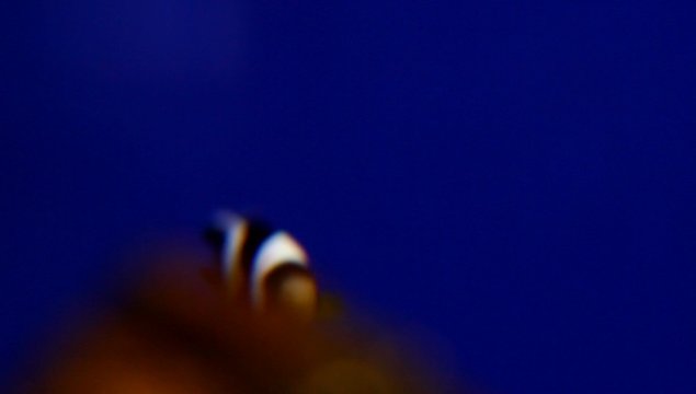 Der hektische Clownfisch, Anemonenfisch, Amphiprion