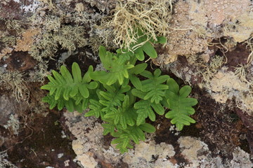 Vegetation am Vulkan