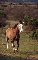 cheval arabe trottant de face - arabian horse shagya