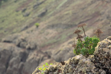 Sukkulent im Vulkankrater des 