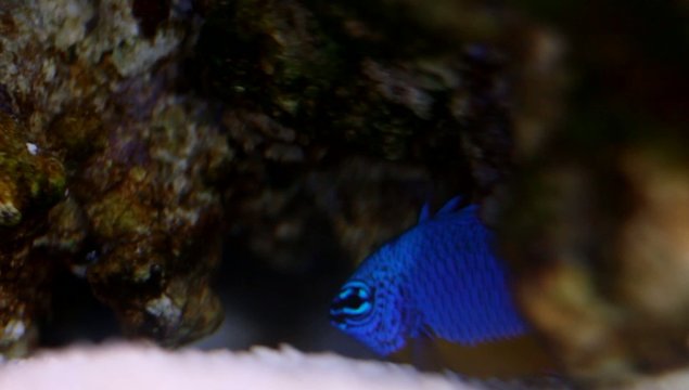 Fisch in der H&ouml;hle