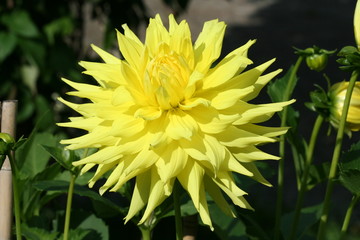 Obraz premium A yellow Dahlia