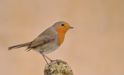 Petirrojo sobre fondo marr&oacute;n claro.