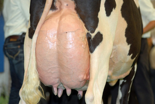 vache laiti&egrave;re