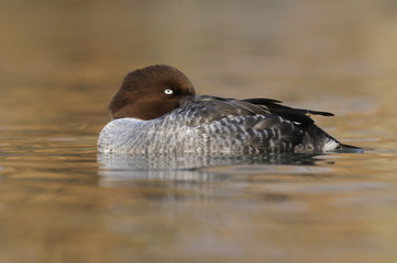 Goldeneye, Bucephala clangula - female