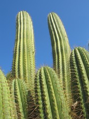 Kaktus - Garten