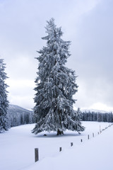 verschneiter Tannenbaum