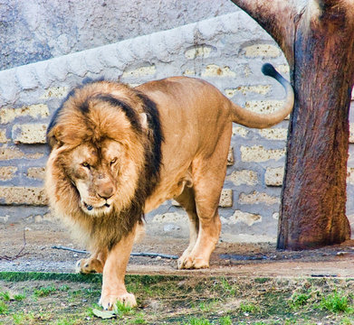 Leone