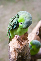 small parrot ,forpus