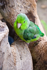 small parrot ,forpus