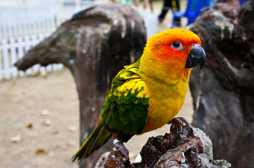 small parrot