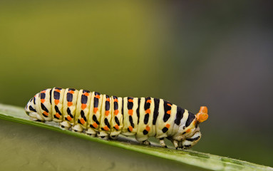 Yellow - red caterpillar