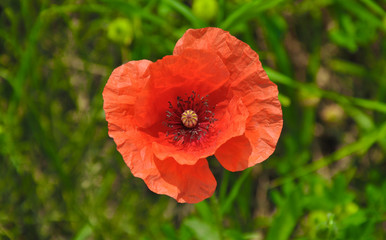 Fototapeta premium Poppy closeup
