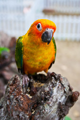 small parrot