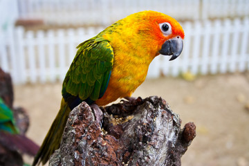small parrot