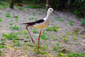 Black winged stilt