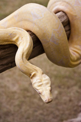 python