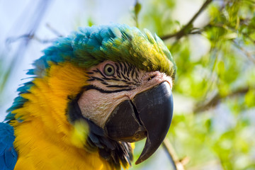 Ara ararauna portrait
