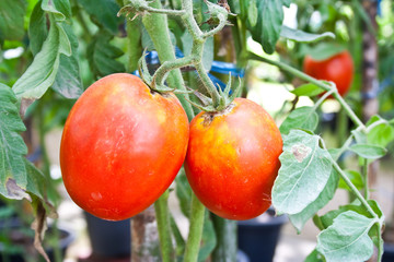 tomato tree