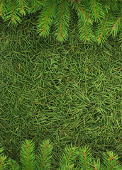 Christmas spruce  texture