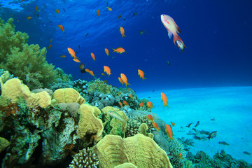Naklejka na ściany i meble Coral Reef and Tropical Fish