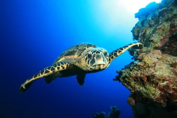 Papier Peint photo autocollant Tortue Hawksbill Turtle swims towards camera