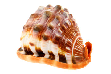 sea shell