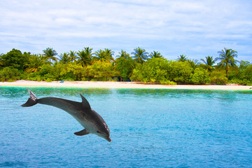 Der Delfin springt aus den Wellen des Ozeans