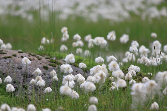 Weisse Blumen