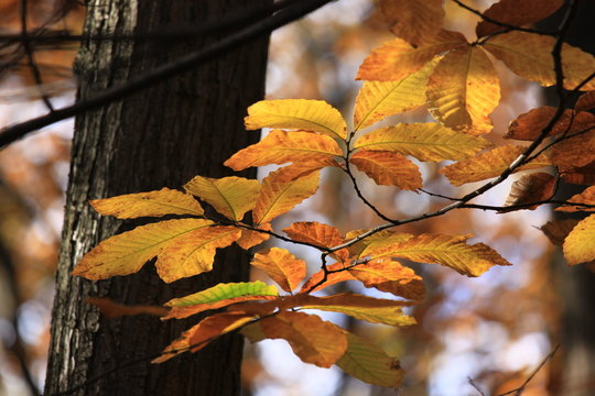 Herbstbl&auml;tter