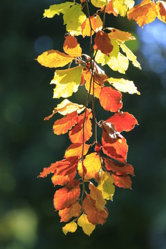 Herbstbl&auml;tter