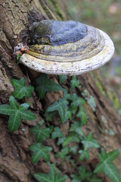 Moos Efeu Baum