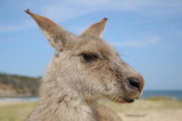 Wallaby_01