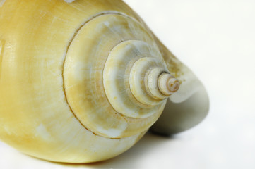Muschelschale