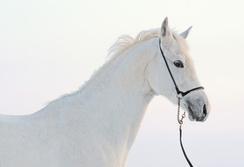 Winter portrait of a gray horse