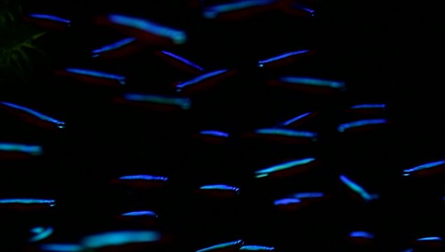 Neonsalmler, Roter Neon