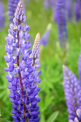 Ein Sommer in Schweden