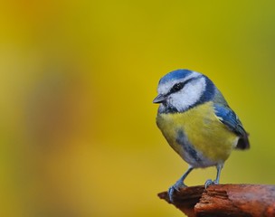 Herrerillo común,cyanistes caeruleus