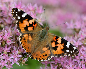 butterfly