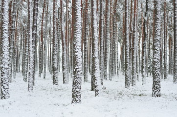 frozen forest in winter
