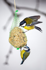 Great Tit and Blue Tit at the fat ball