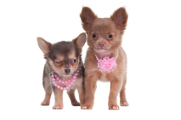 Obraz premium Two chihuahua puppies with beautiful pink beads