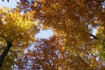 Herbstlicher Buchenwald