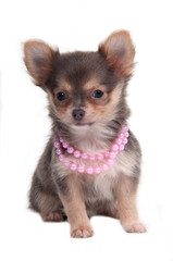 Chihuahua glamour puppy with pink beads