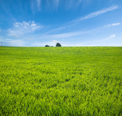 Green Grass And Blue Sky