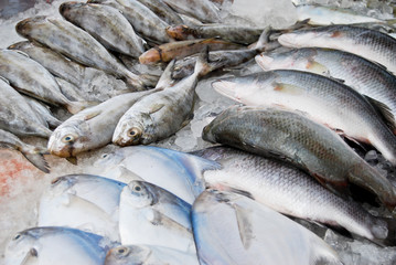 variety of fresh fish in market