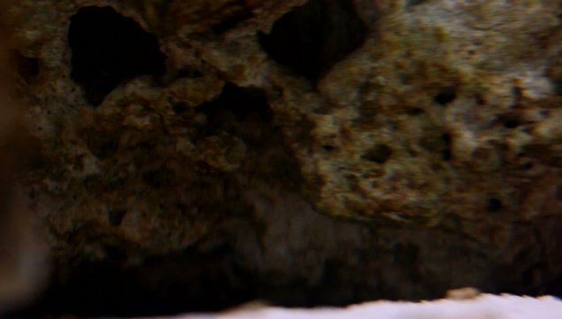 Allocoris Coris gaimard